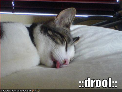 funny-pictures-sleeping-drooling-cat.jpg